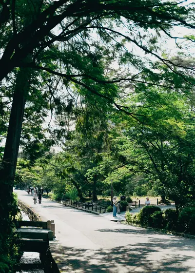 벤치가 놓인 길 — 일본 교토 나무 아래의 길