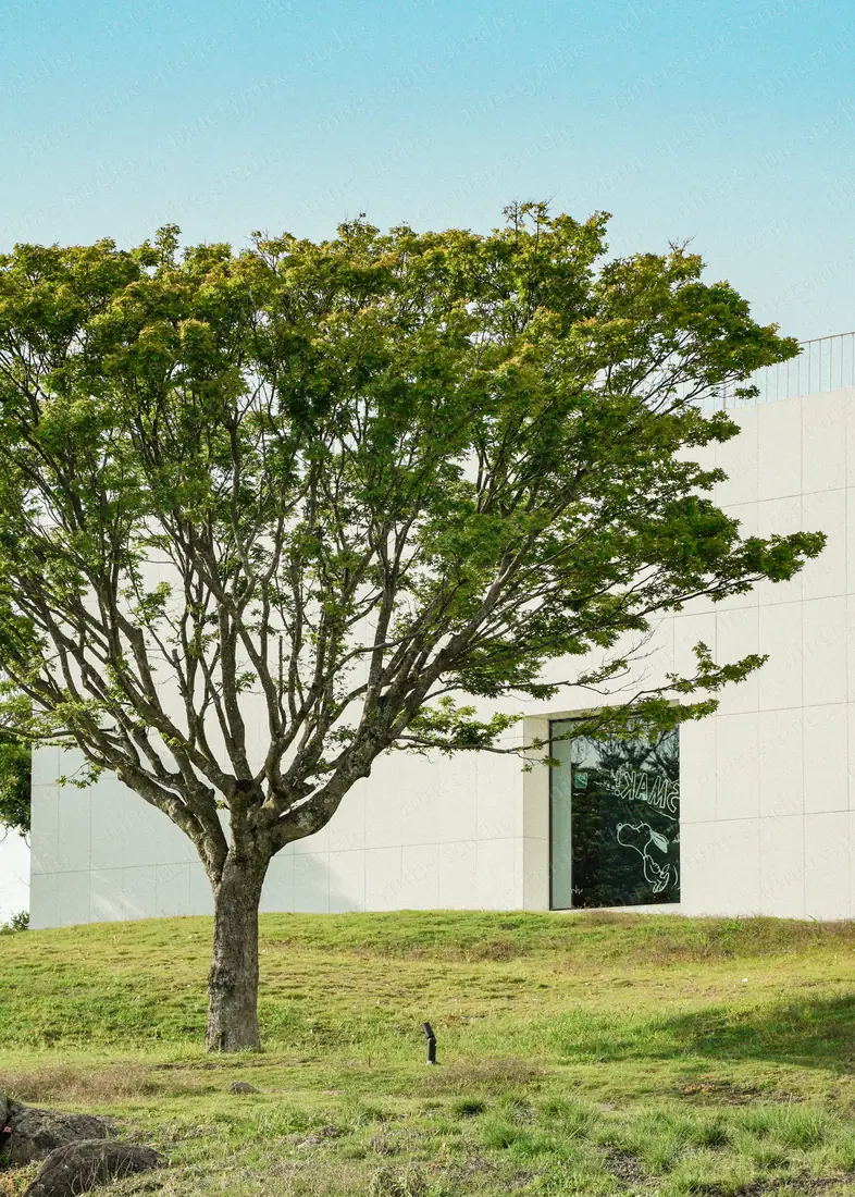 잔디 위의 한 그루 — 한국 제주 유채와 봄