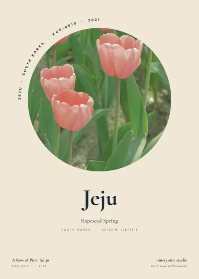 분홍 튤립의 줄 — 한국 제주 유채와 봄