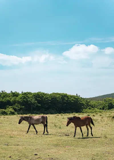 나란히 선 두 마리 — 한국 제주 오름의 말