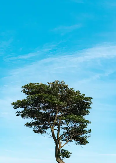 한 그루의 여름 — 한국 제주 초록의 능선