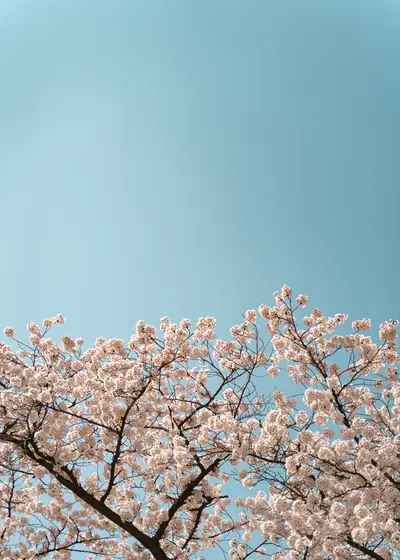 연분홍 봄 — 한국 서울 궁과 도시